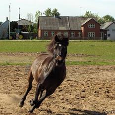 Anden særlig race Little Beauty Angel