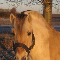 Fjordhest Freja Toft ¤ R.I.P ¤