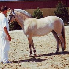 Fjordhest Freja Toft ¤ R.I.P ¤