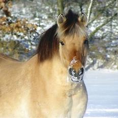 Anden særlig race Nali - Hvil i fred <3