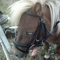 Shetlænder æblehavens : Britney 