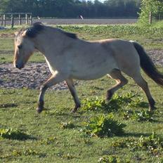 Anden særlig race Nali - Hvil i fred <3