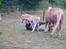 Haflinger stenbro´s starlight