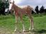 Palomino Gry
