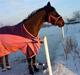 Anden særlig race Mr. Buller :-* R.I.P