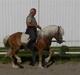 Haflinger Skelgårdens Aslan HINGST