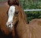 Arabisk fuldblod (OX) White Reflection D.SOLGT 