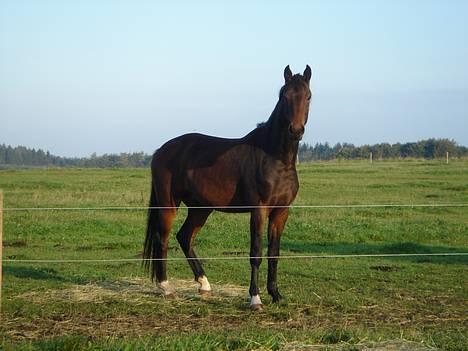 Dansk Varmblod Brejnbjerggaards Luchador - Smuk er jeg - klar til at komme i ridning billede 1