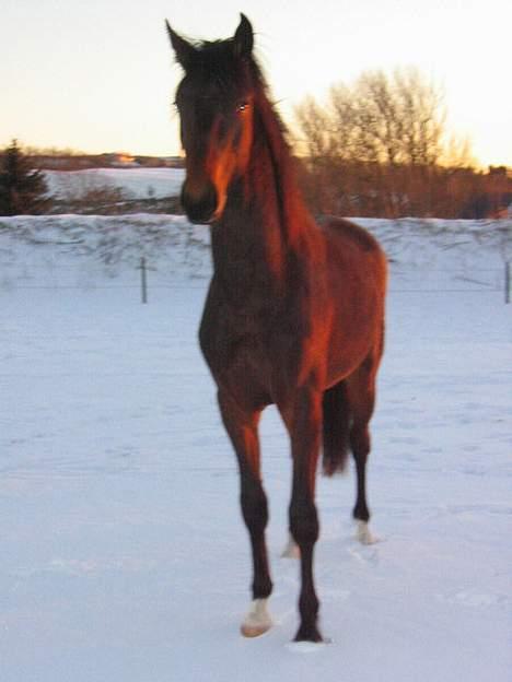 Dansk Varmblod Brejnbjerggaards Luchador billede 3