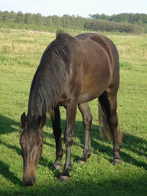 Dansk Varmblod Brejnbjerggaards Laksmi billede 1