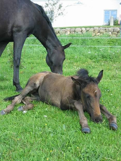 Dansk Varmblod Brejnbjerggaards Laksmi billede 2