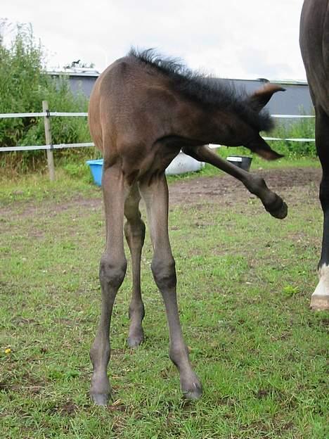 Dansk Varmblod Brejnbjerggaards Laksmi - Lille Laksmi som bedde... billede 3