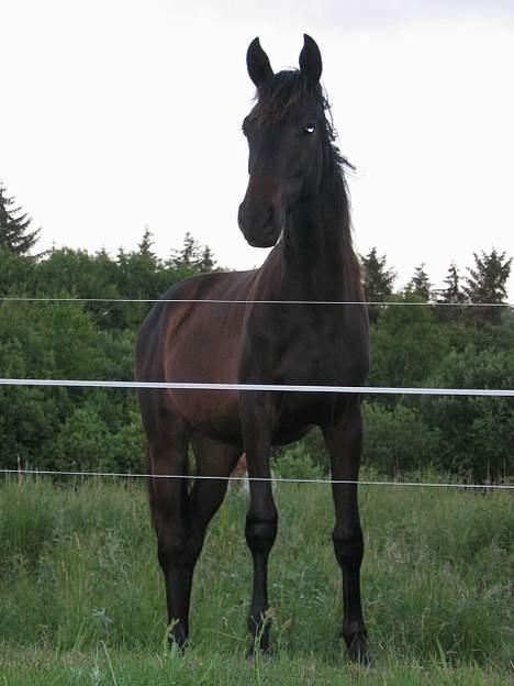 Dansk Varmblod Brejnbjerggaards Laksmi - Juni 2005 - Laksen 1 år billede 4