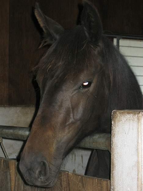 Dansk Varmblod Brejnbjerggaards Laksmi - Juli 2005 - Laksen 1 år billede 5