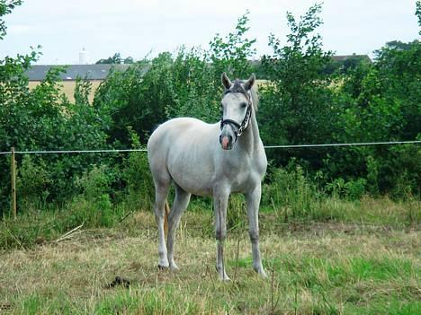Shagya Araber (SH) <3 Sharabi <3 billede 18