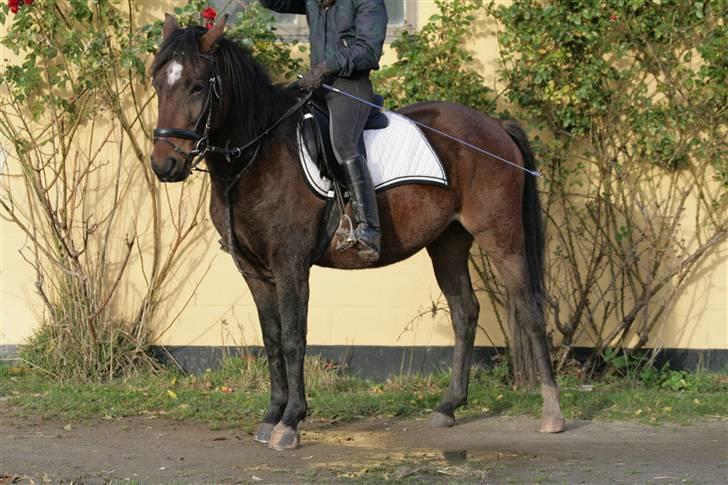 Anden særlig race Chikila - Årh, min lille pony <3 taget på vores 3-årsdag :D <3 20. oktober 2008, foto: Maria Petterson. billede 19