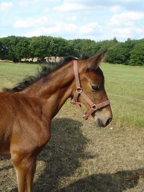 Dansk Varmblod Brejnbjerggaards Lupus billede 1