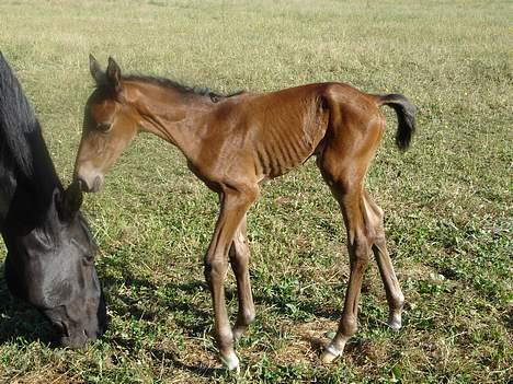 Dansk Varmblod Brejnbjerggaards Lupus - Ca. 4 timer gammel...  billede 2