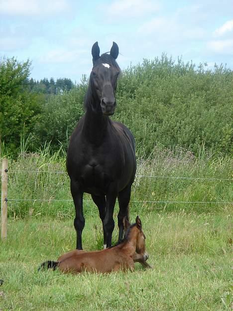Dansk Varmblod Brejnbjerggaards Lupus - Her ligger jeg trygt foran mor, som er meget opmærksom på alt... billede 3