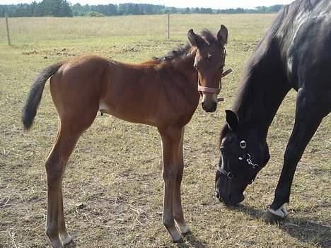 Dansk Varmblod Brejnbjerggaards Lupus - 14 dage gammel billede 4