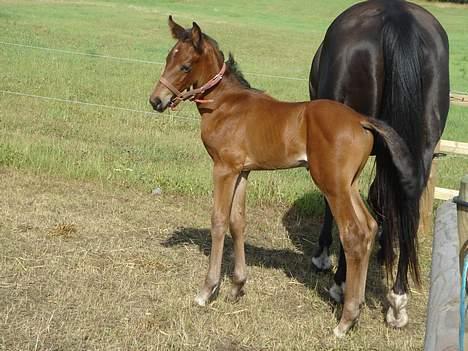 Dansk Varmblod Brejnbjerggaards Lupus - "hjælpe mor" gav mig en "lidt" for stor grime på...  billede 5