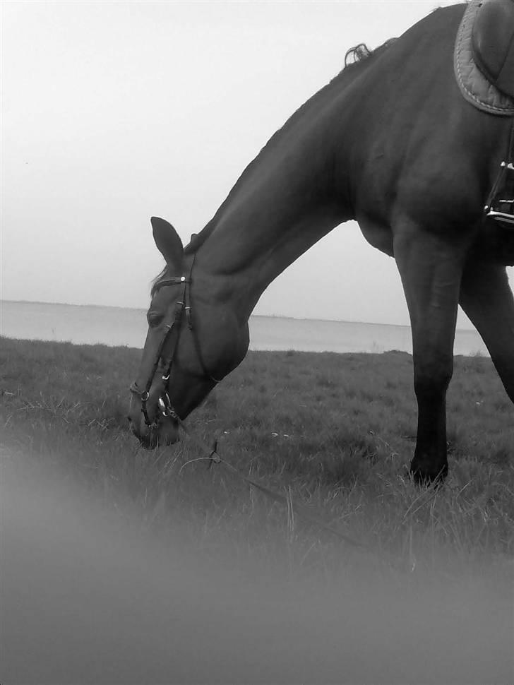 Oldenborg Fie <33 † - Miin smukke . Nede og græsset ved vandet <3 En af de sidste dage i april <3 billede 12