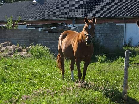 Traver Dream Haldbak billede 8