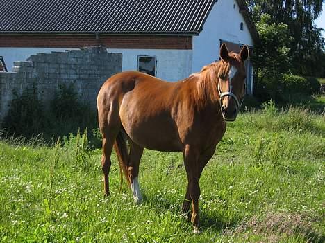 Traver Dream Haldbak billede 9