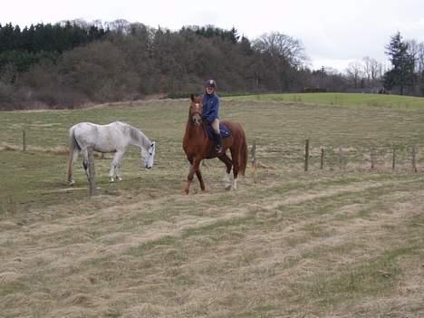 Dansk Varmblod Firanze RIP billede 12