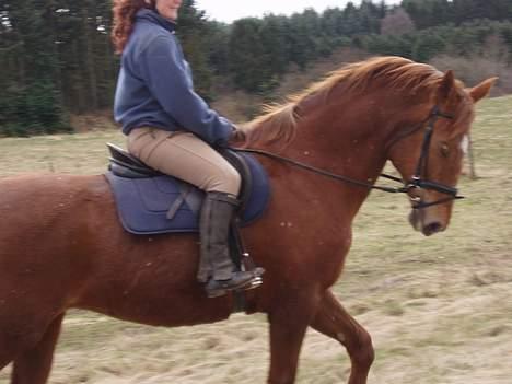 Dansk Varmblod Firanze RIP billede 13