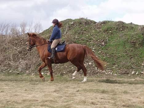 Dansk Varmblod Firanze RIP billede 14