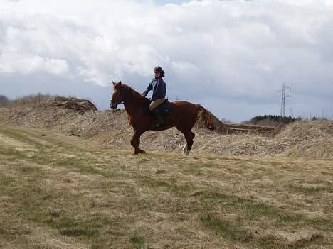 Dansk Varmblod Firanze RIP billede 15