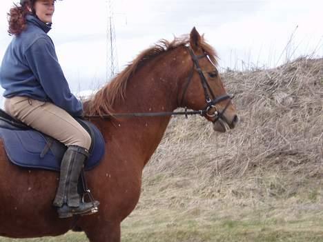 Dansk Varmblod Firanze RIP billede 16