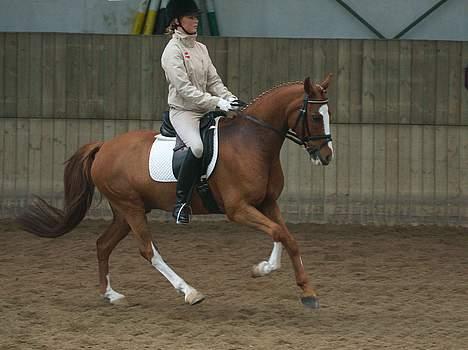 DSP Ferrari - Landsholdssamling hos Leif Tørnblad i Vallensbæk billede 6