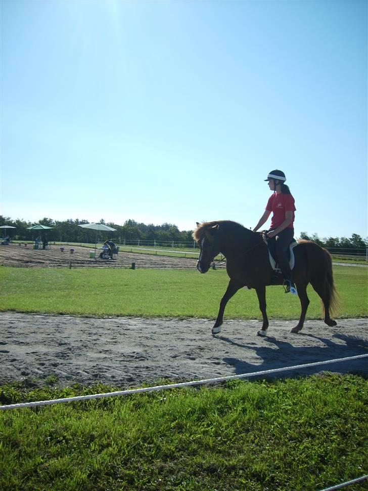 Islænder Sandra fra Gl.Essendrup SOLGT - Lige blevet færdig med en klasse til stævne billede 5