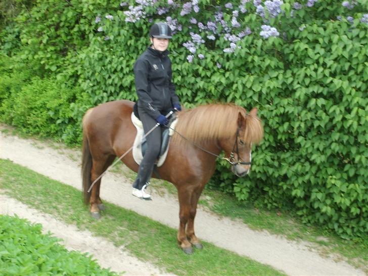Islænder Sandra fra Gl.Essendrup SOLGT - Vi står ved en flot busk billede 7