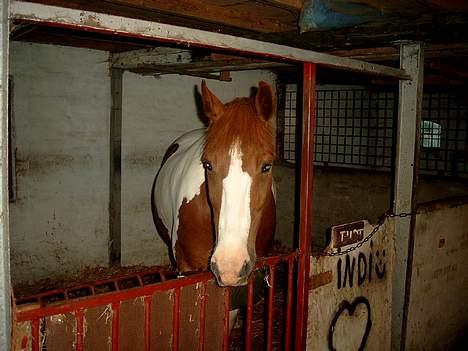 Pinto indi<33(solgt) - **NYT** tritter lige på hende der står med guf posen .. mmmmh :D billede 12