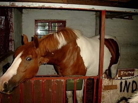 Pinto indi<33(solgt) - **NYT**  hmm hun prøver at skulle den .. hmm GI miig :b <33 billede 13