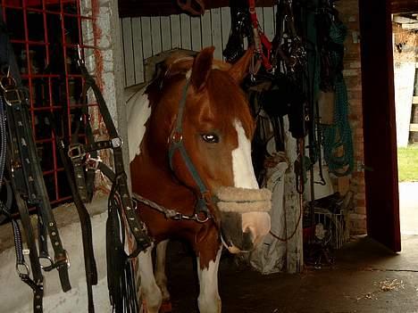 Pinto indi<33(solgt) - **NYT** uha to misser der leger de er farlige.. ! jeg holder godt øje med dem :D billede 14