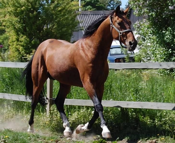 Traver Alv Peacepipe - Peacepipe Maj 2008, viser lige fotografen hvor flot han traver:-) billede 1