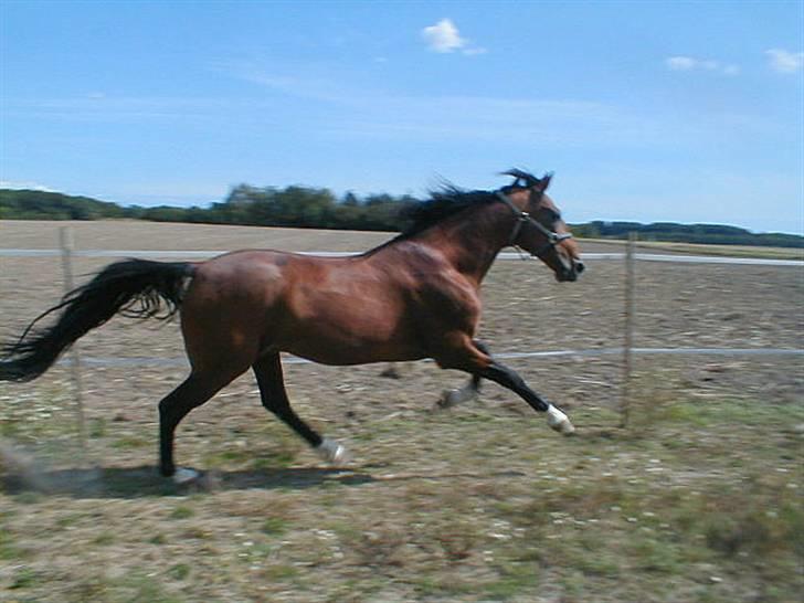 Traver Alv Peacepipe - Peacepipe August 08  billede 2