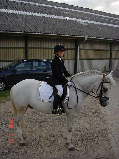New Forest Odbjergs Pikant-solgt - Lige færdig med horse show 2004 billede 15