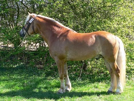 Haflinger Skelgårdens Aslan HINGST - Hingsteparade på Dorthealyst 2007 - Aslan 4 år billede 2