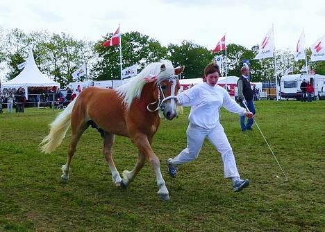 Haflinger Skelgårdens Aslan HINGST - Roskilde Dyrskue 2006, 23 point, Nr. 3 i mønstringskonkurrencen med 47 p. ud af 50 p. billede 3