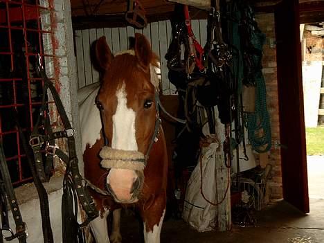 Pinto indi<33(solgt) - **NYT** hvem kommer .. ? se lige jeg er slet ikke bundet for jeg kan slev stå :b <3 billede 16