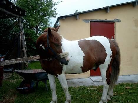 Pinto indi<33(solgt) - **NYT** kommer de andre mon også med ud ? <333 billede 18