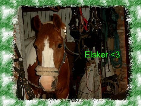 Pinto indi<33(solgt) - **NYT**  alså hun bliver da også ved og ved :b<3 billede 19