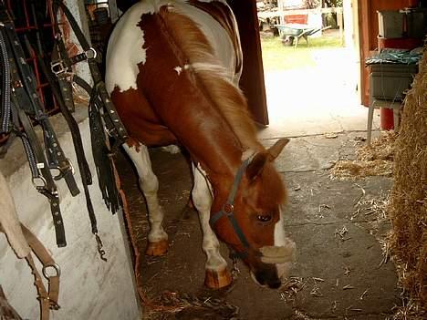 Pinto indi<33(solgt) - **NYT** hov der var lidt hø :D MumS <33 billede 20