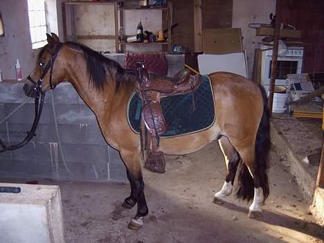 Welsh Mountain (sec A) *Fabrian* *SOLGT* - Fine Fabrian med hans flotte western-sadel. billede 2