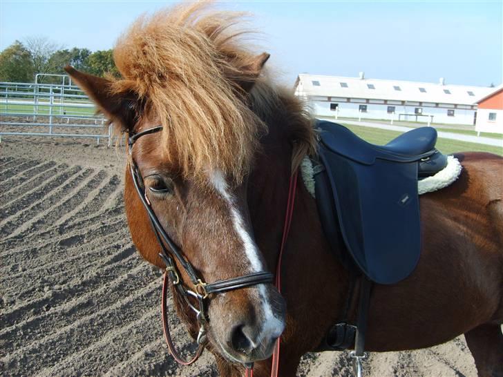 Islænder Sandra fra Gl.Essendrup SOLGT - Krølle bølle hesten billede 8